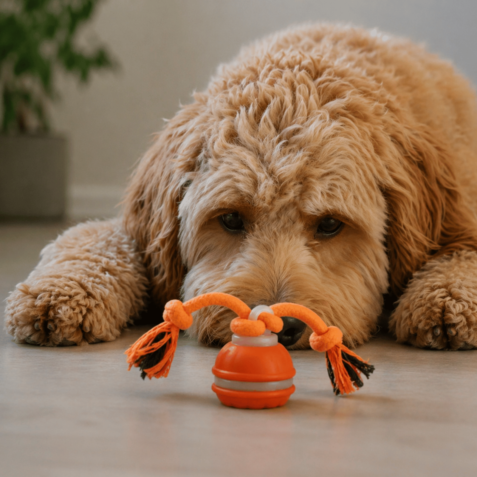 MotionRoll Interactive Dog Play Ball
