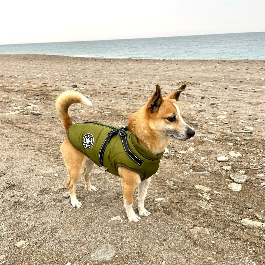 FrostShield Dog Jacket - Waterproof Coat with Built-In Harness