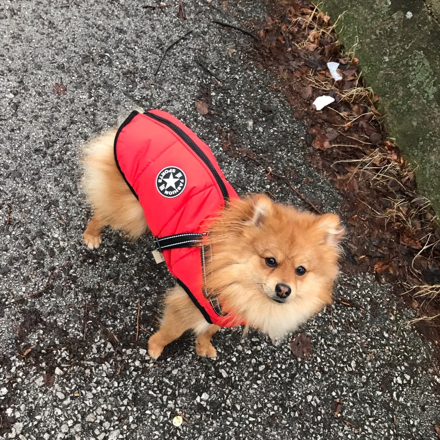 FrostShield Dog Jacket - Waterproof Coat with Built-In Harness