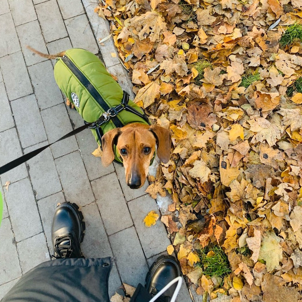 FrostShield Dog Jacket - Waterproof Coat with Built-In Harness