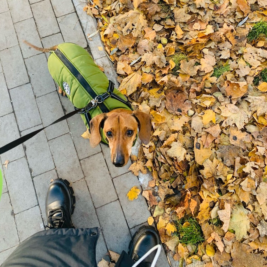 FrostShield Dog Jacket - Waterproof Coat with Built-In Harness