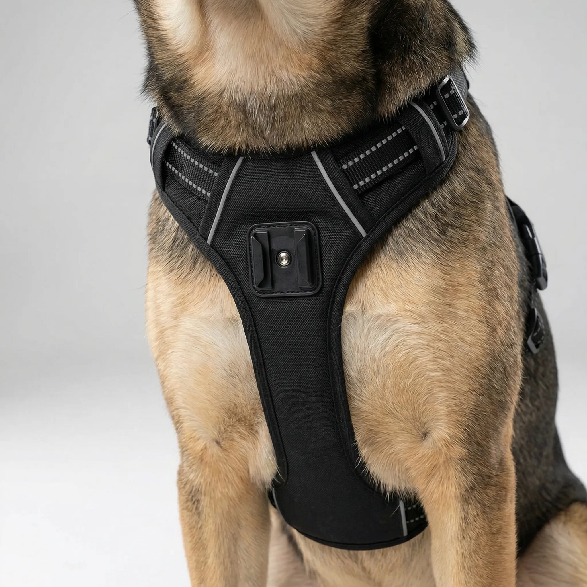 PetView Adjustable Action Camera Harness for Dogs and Cats