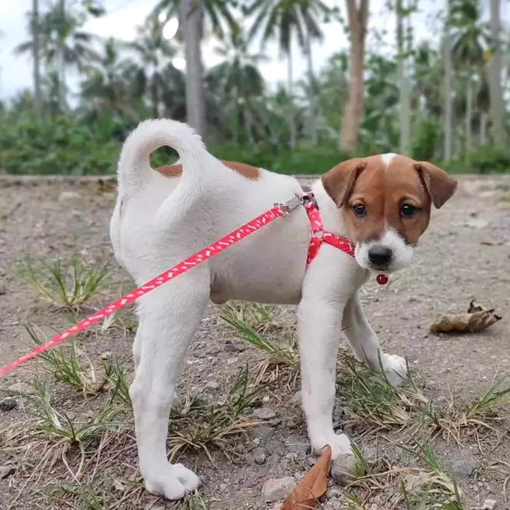 PetEase Lightweight Harness & Lead Set for Small Dogs & Kittens