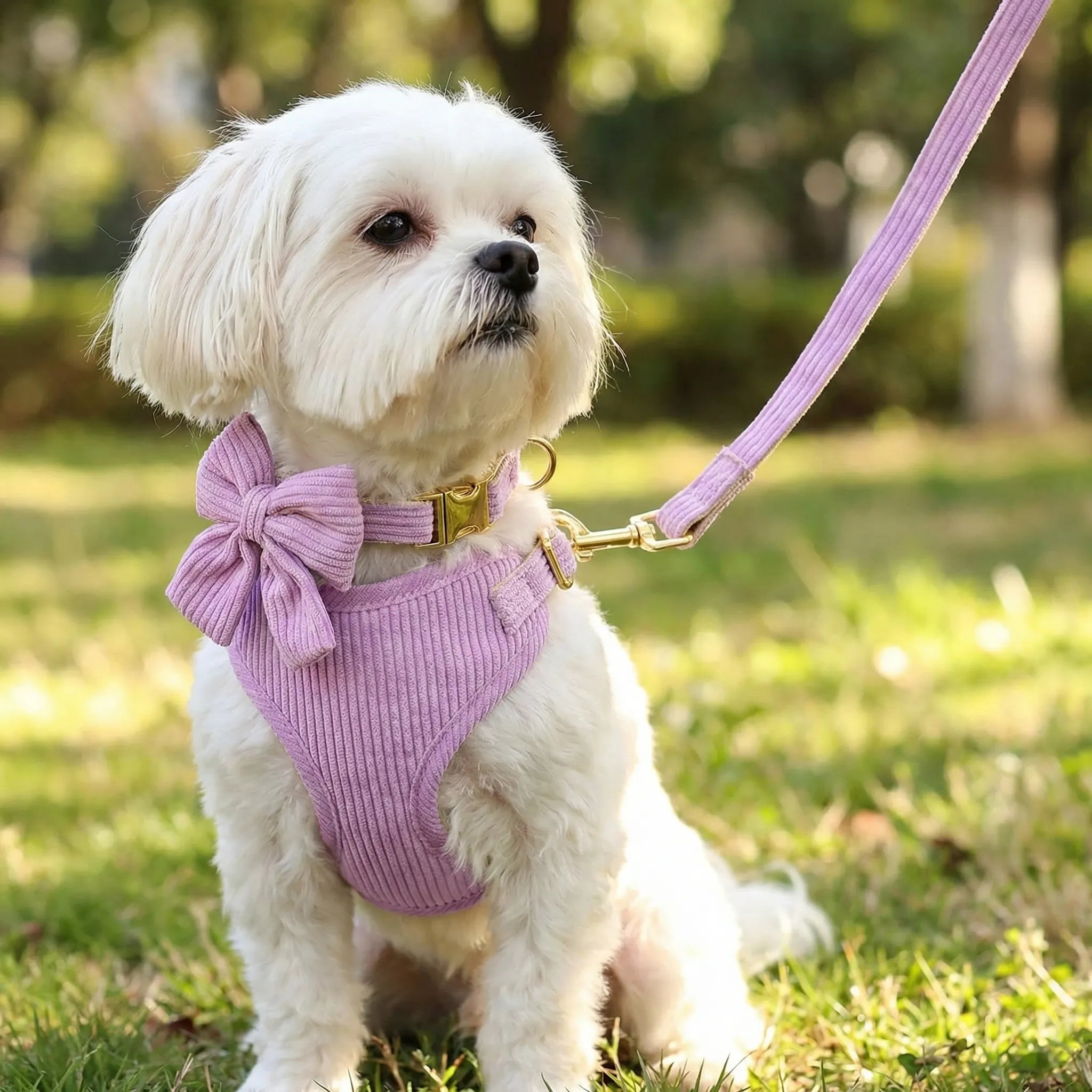 CharmSet 3-Piece Dog Harness Collar and Lead Set with Bow
