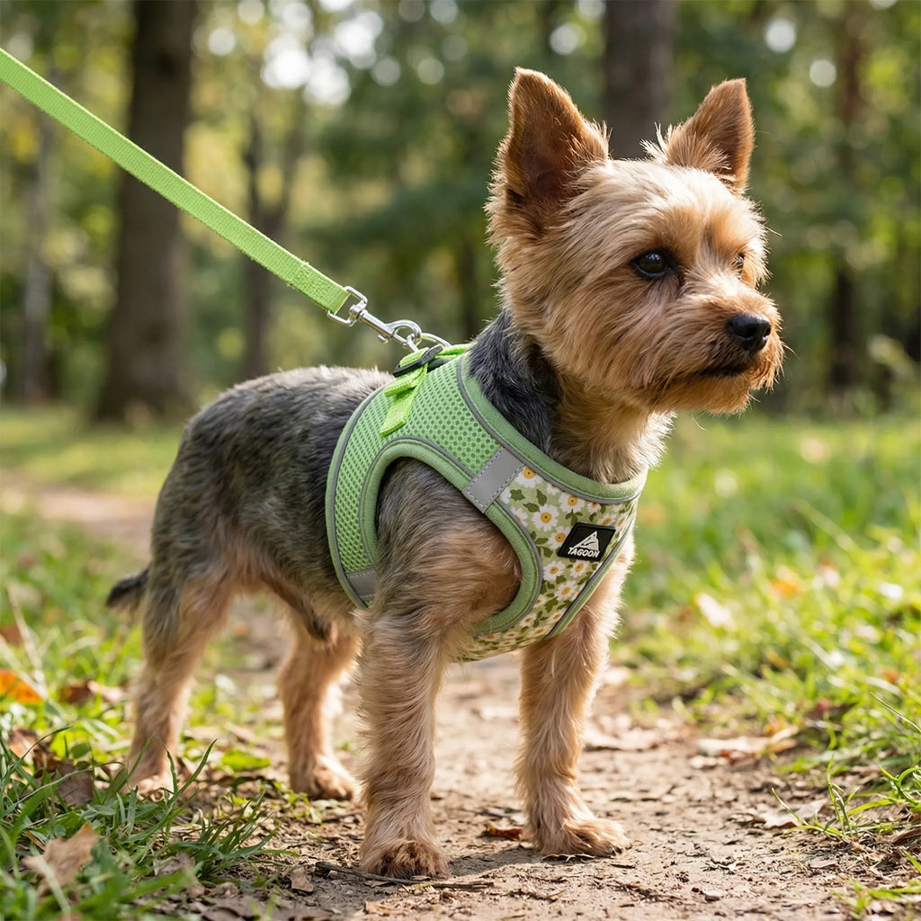 PetEase No-Pull Harness Set for Small Dogs & Kittens