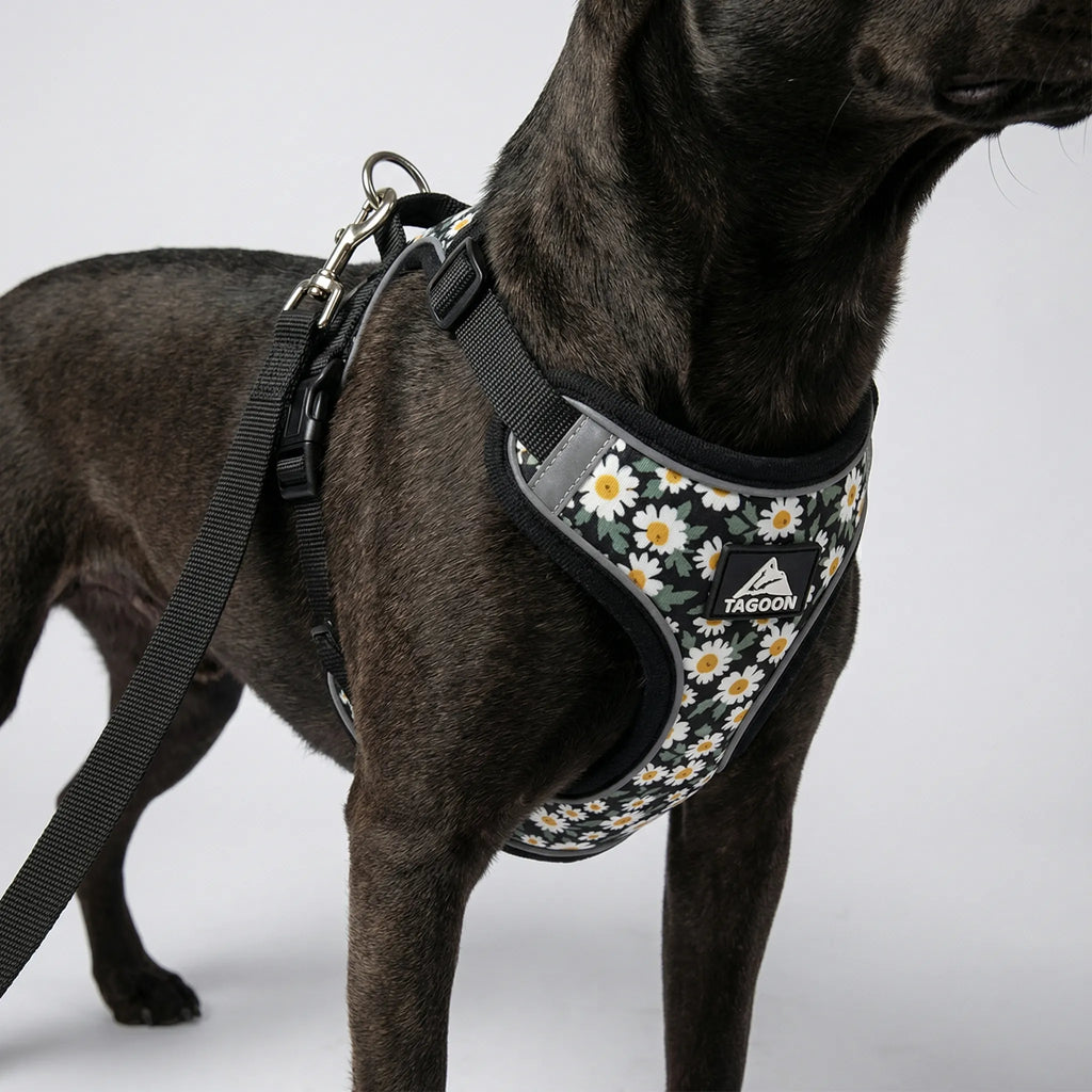 PetEase No-Pull Harness Set for Small Dogs & Kittens