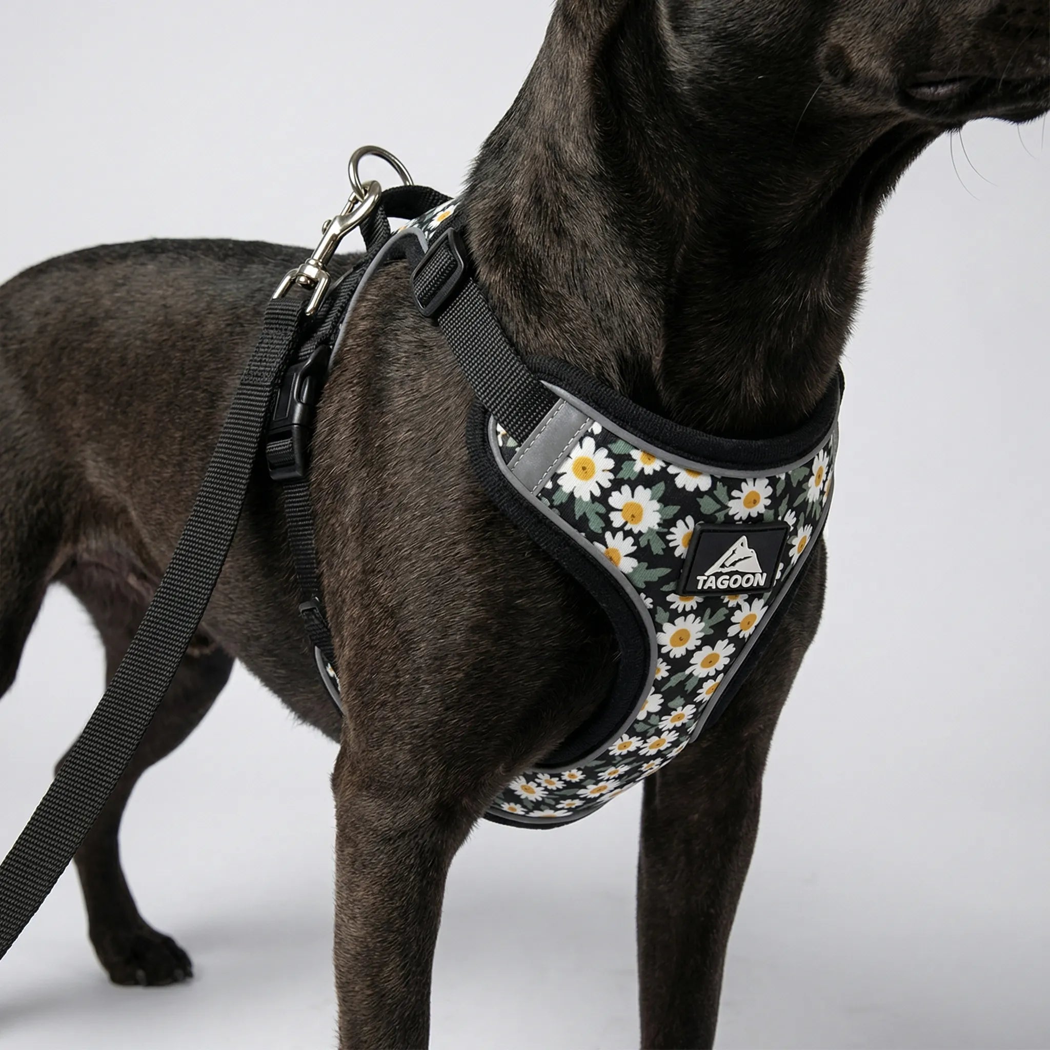 PetEase No-Pull Harness Set for Small Dogs & Kittens