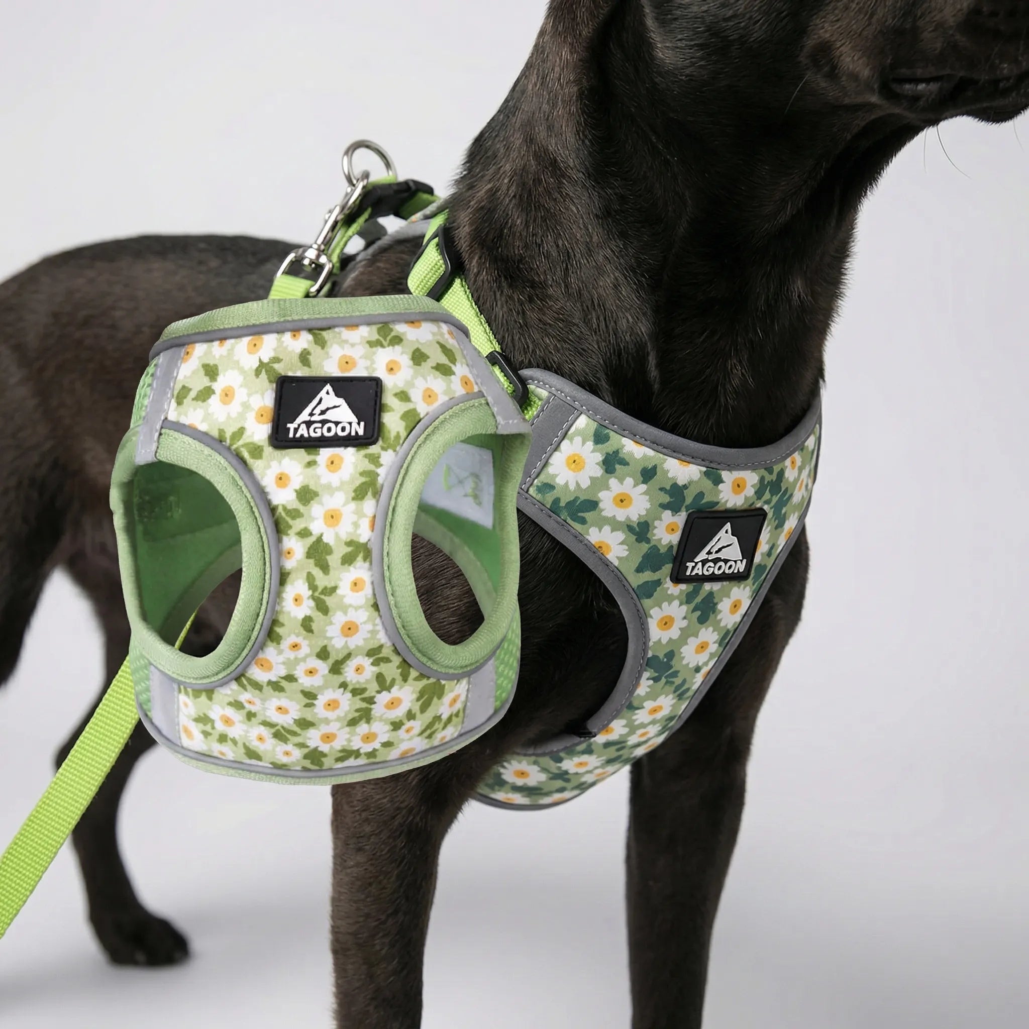 PetEase No-Pull Harness Set for Small Dogs & Kittens