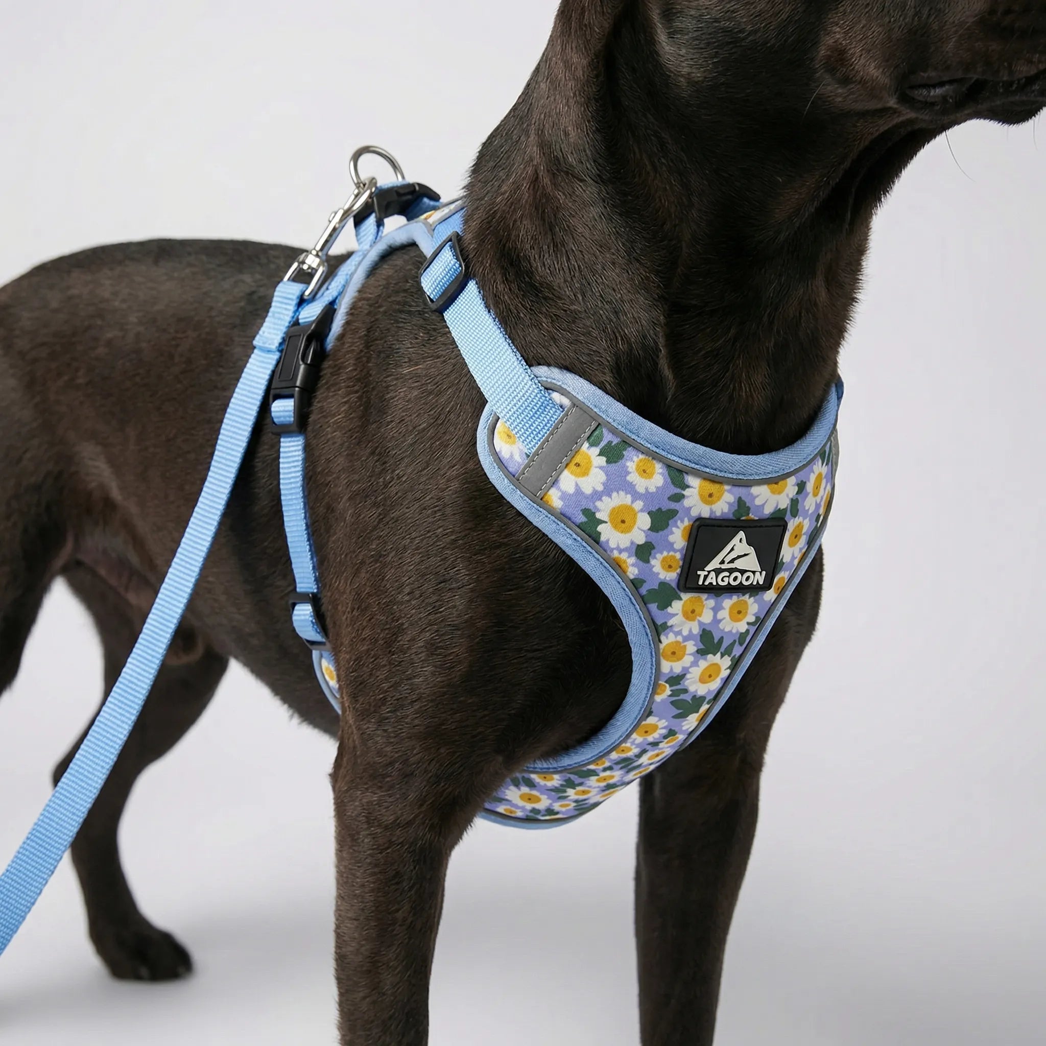 PetEase No-Pull Harness Set for Small Dogs & Kittens