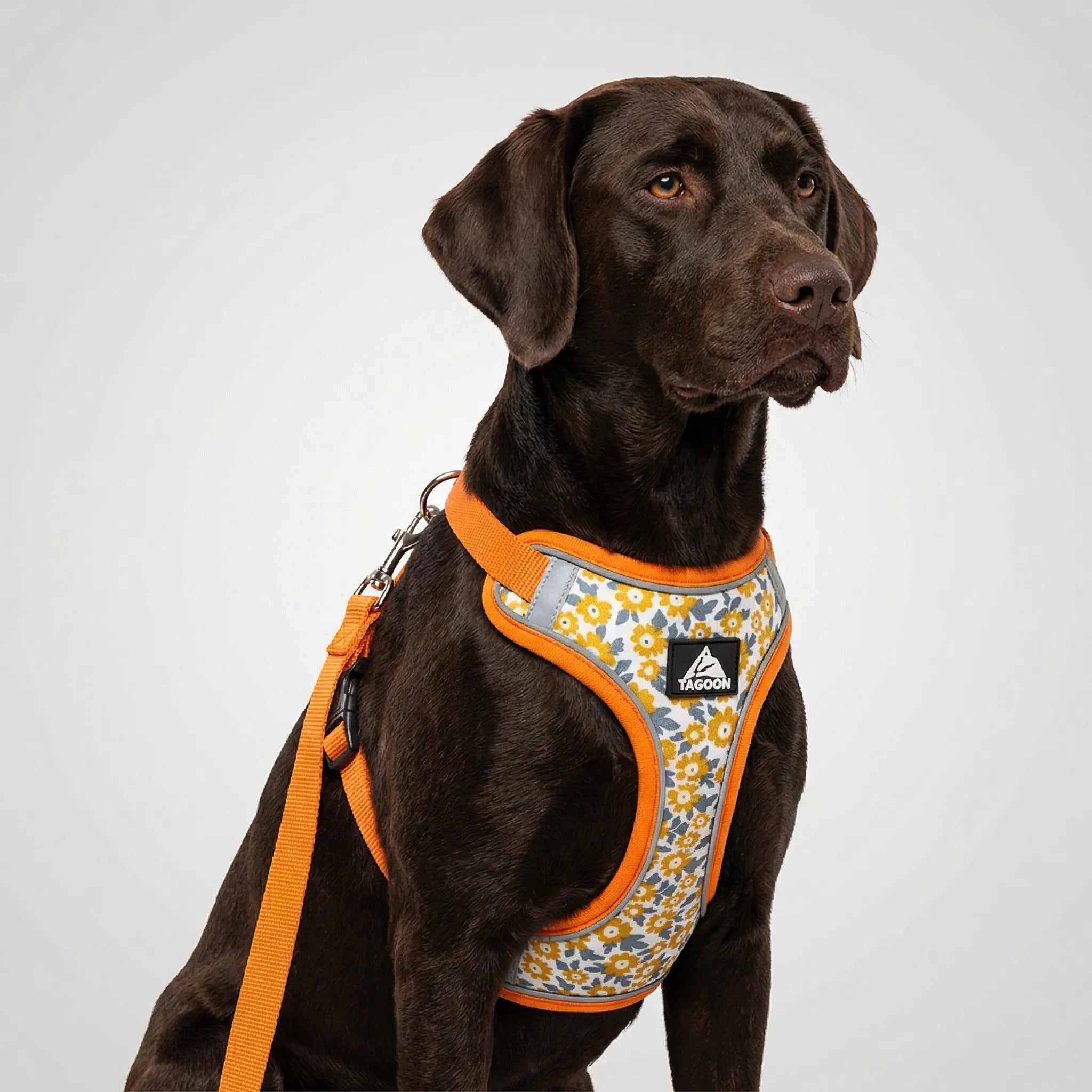 PetEase No-Pull Harness Set for Small Dogs & Kittens