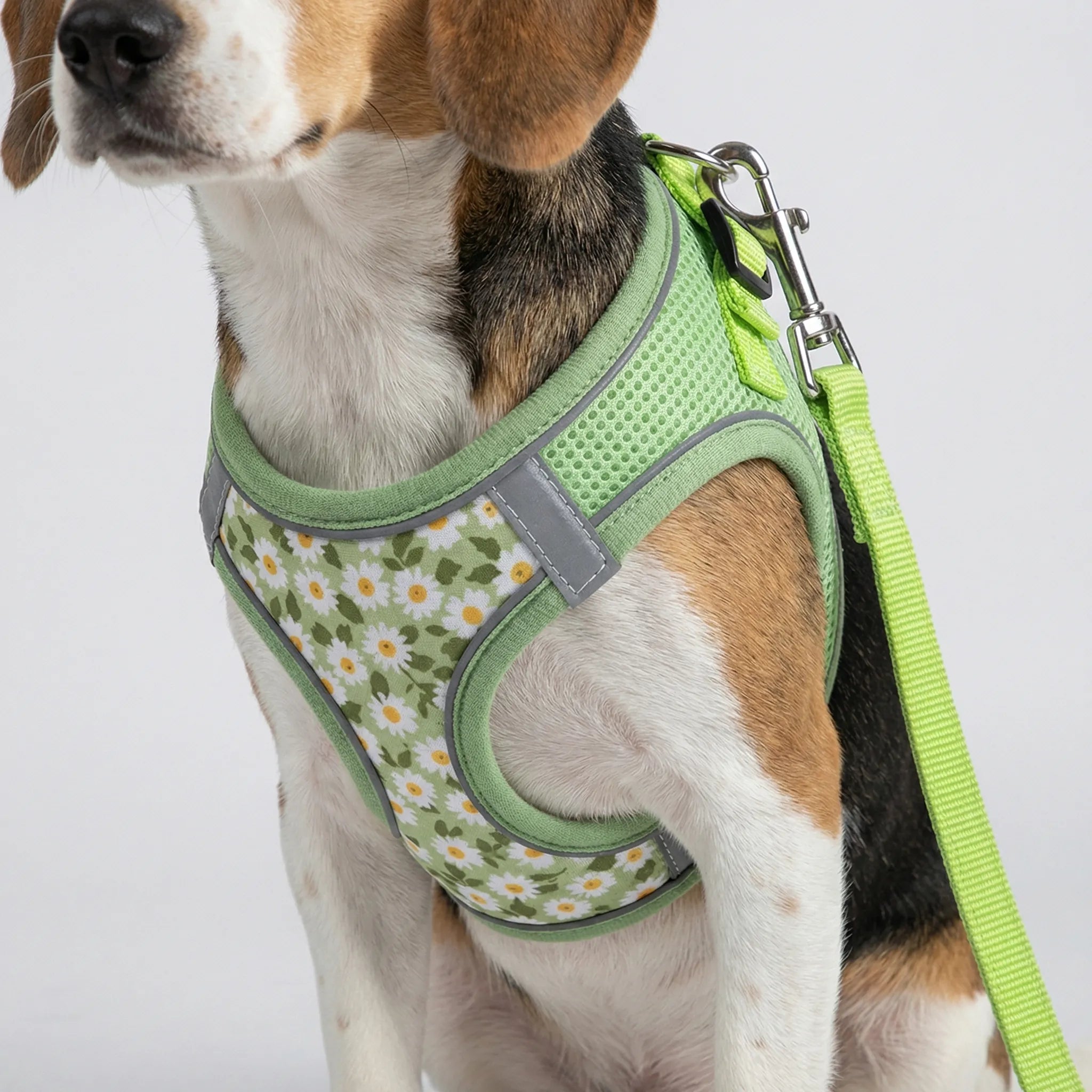 PetEase No-Pull Harness Set for Small Dogs & Kittens