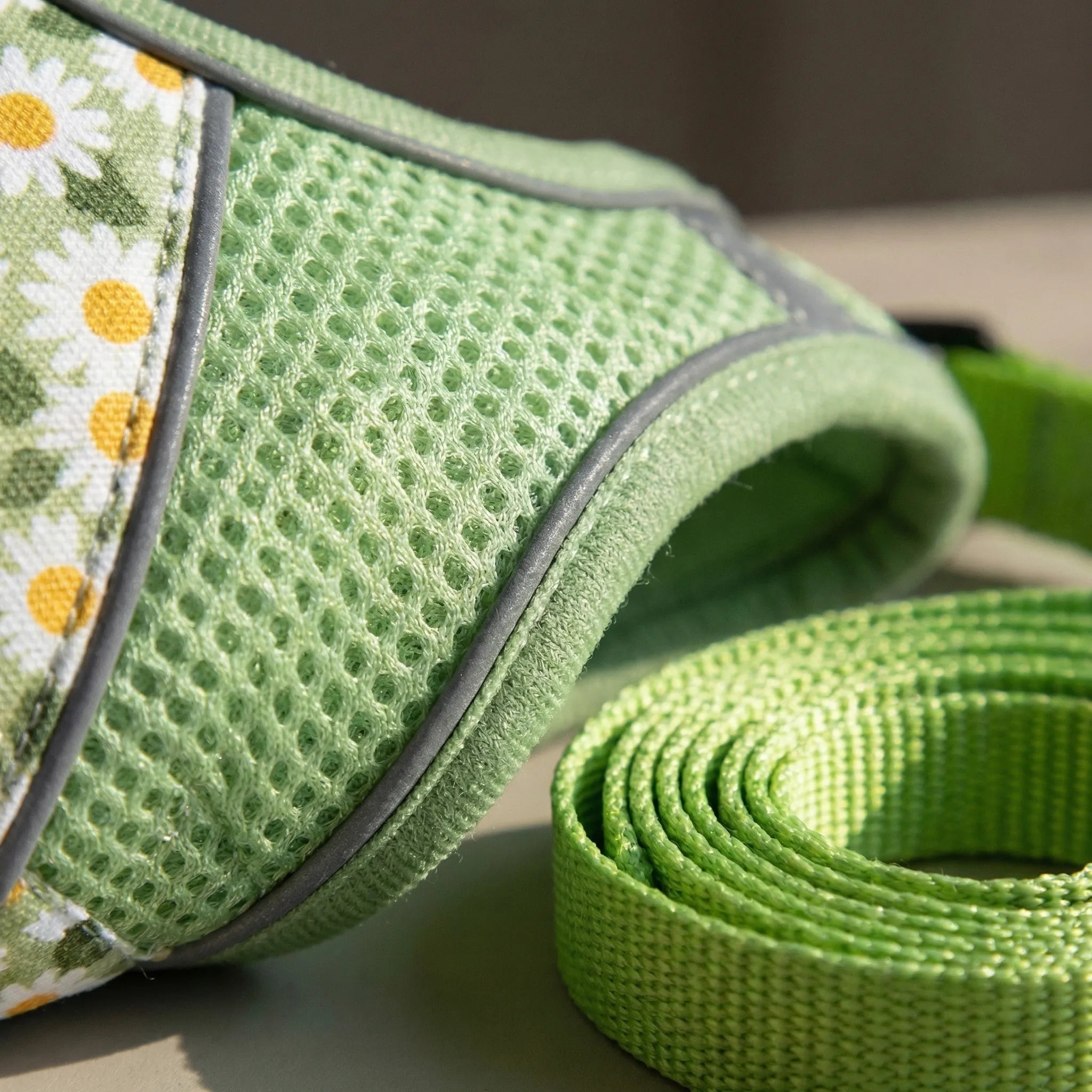 PetEase No-Pull Harness Set for Small Dogs & Kittens
