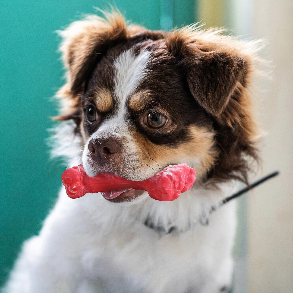 ChewBite Dental Toy - Interactive Squeaky Dog Chew Toy