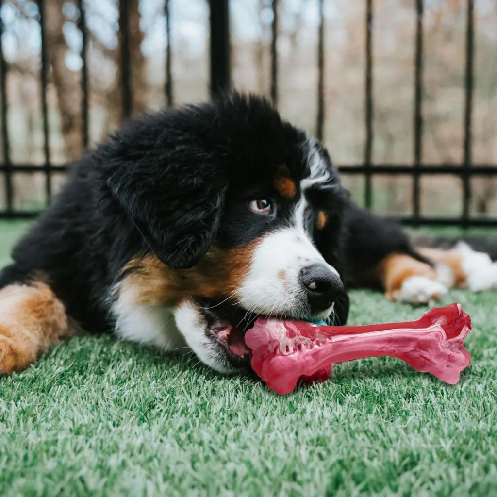 ChewBite Dental Toy - Interactive Squeaky Dog Chew Toy