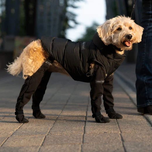 TerraGrip Dog Boots - Weatherproof Paw Protection Shoes