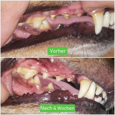 DentalGrip Chew Toy - Interactive Dog Tooth Cleaning Stick